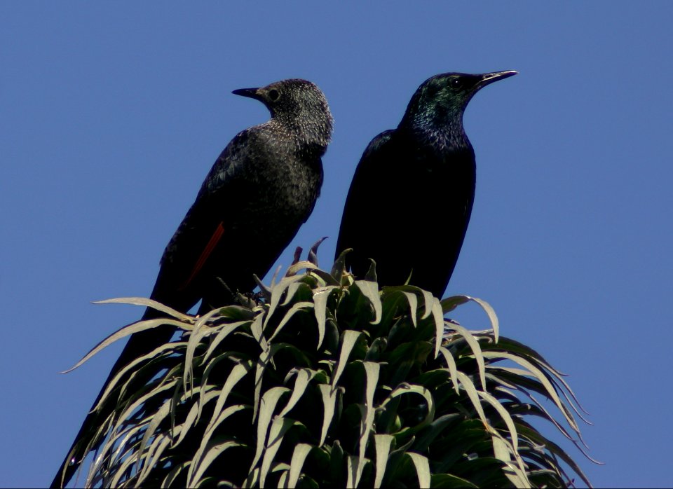 Slender-billed Starlings - Simien Mountains National Park, Ethiopian Highlands