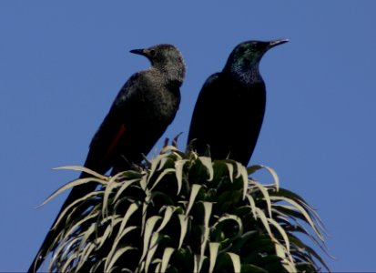 Slender-billed Starlings - Simien Mountains National Park, Ethiopian Highlands