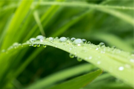 Wet dew nature photo