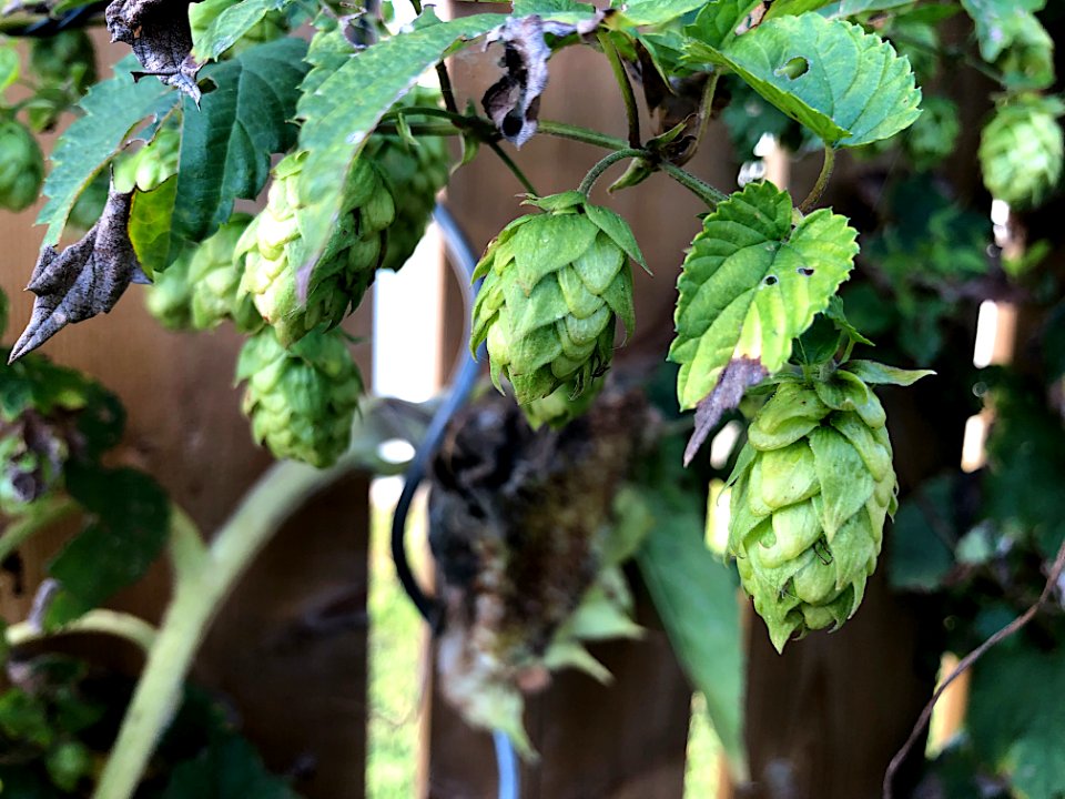 Hops Are Happening
