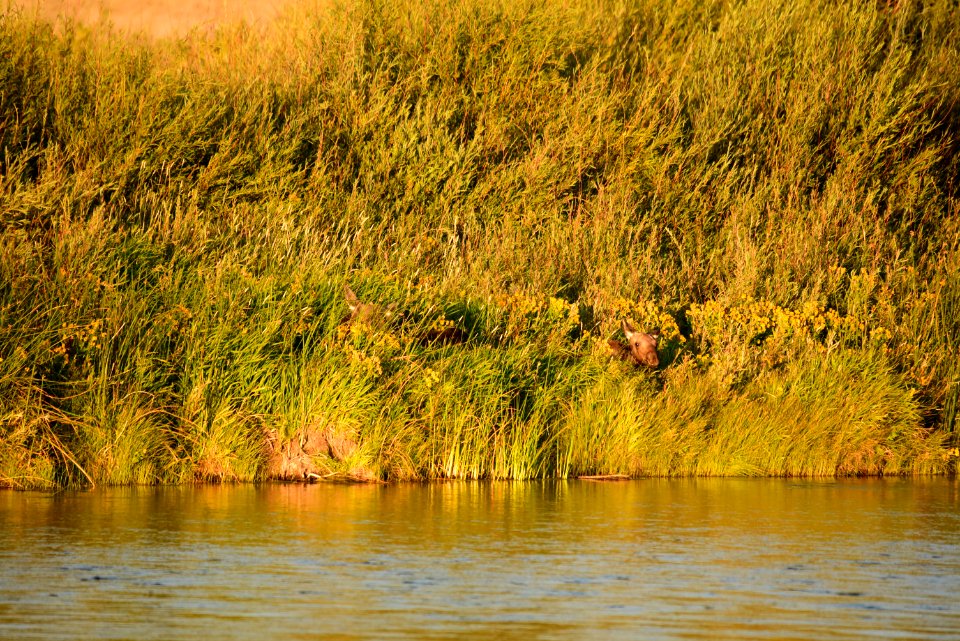 Moose on Seedskadee National Wildlife Refuge