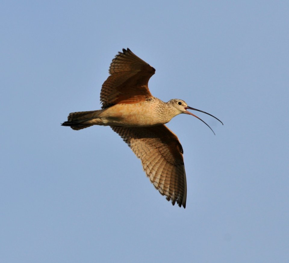 Long-billed Curlew, Scott Somershoe 2