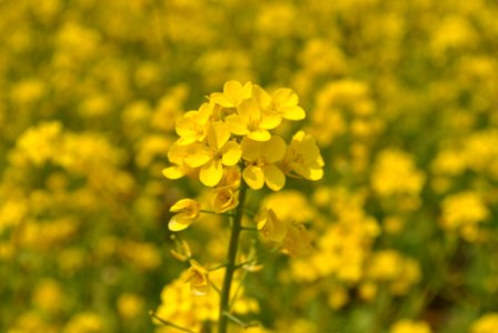 Spring in Korea