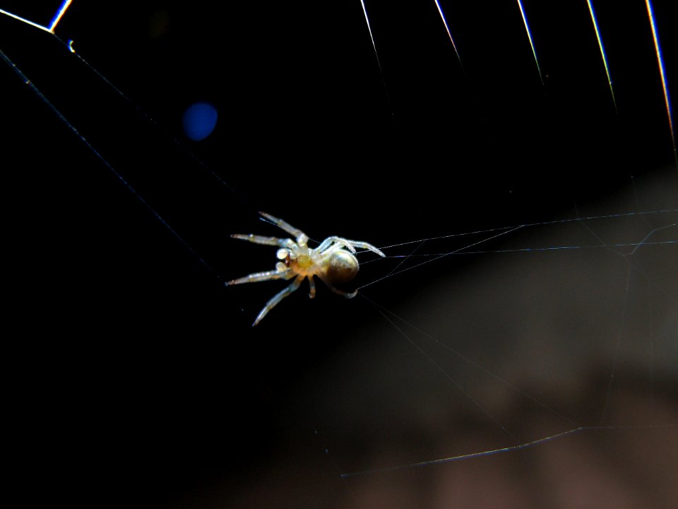 Animalia Arthropoda Arachnida Araneae