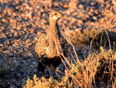 Greater sage-grouse at Seedskadee National Wildlife Refge