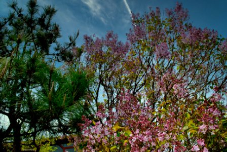 Spring in Korea photo