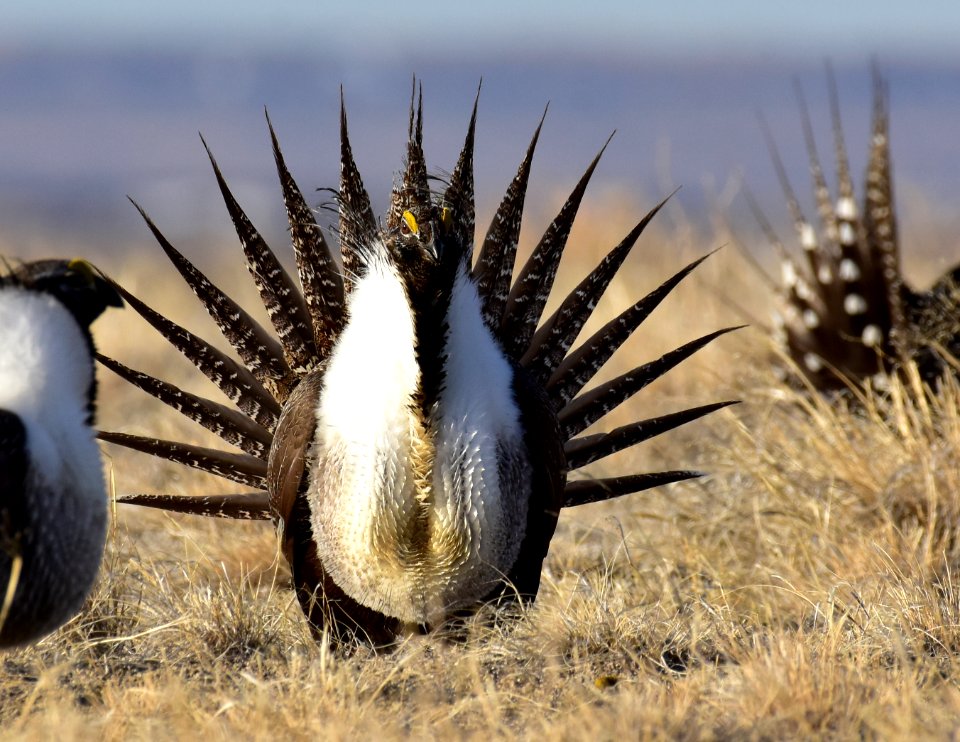 Greater sage-grouse near Seedskadee National Wildlife Refuge