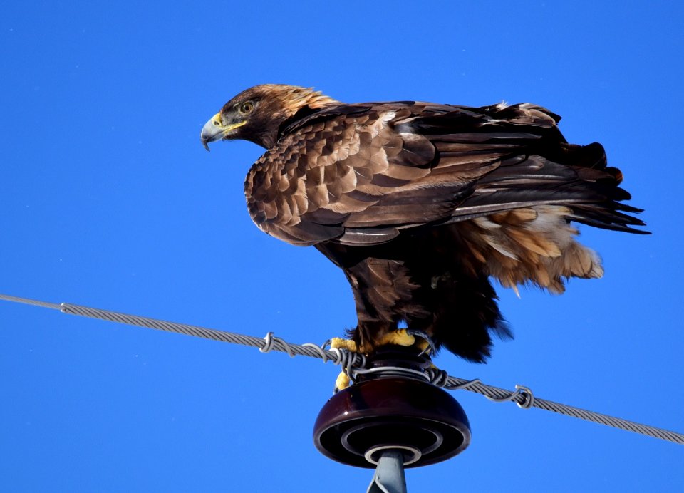 Golden eagle in Wyoming