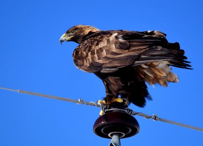 Golden eagle in Wyoming