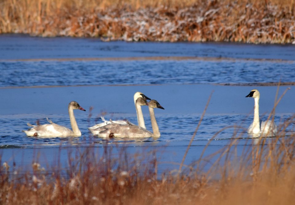 Trumpeter swans at LaCreek National Wildlife Refuge