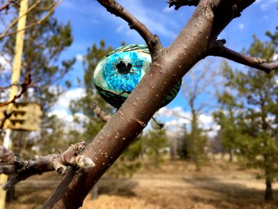 Eye on the Egg on the Tree