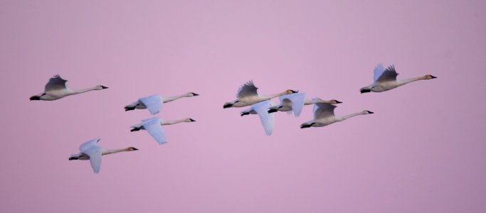 Trumpeter swans at LaCreek National Wildlife Refuge
