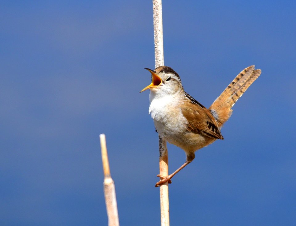 Marsh wren at Seedskadee National Wildlife Refuge