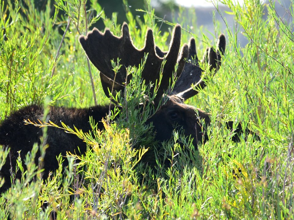 Moose at Seedskadee National Wildlife Refuge