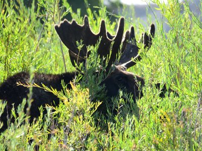 Moose at Seedskadee National Wildlife Refuge