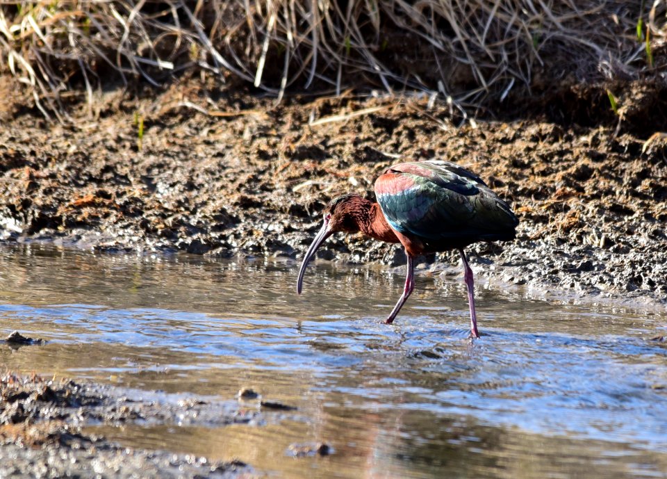 White-faced ibis at Seedskadee National Wildlife Refuge