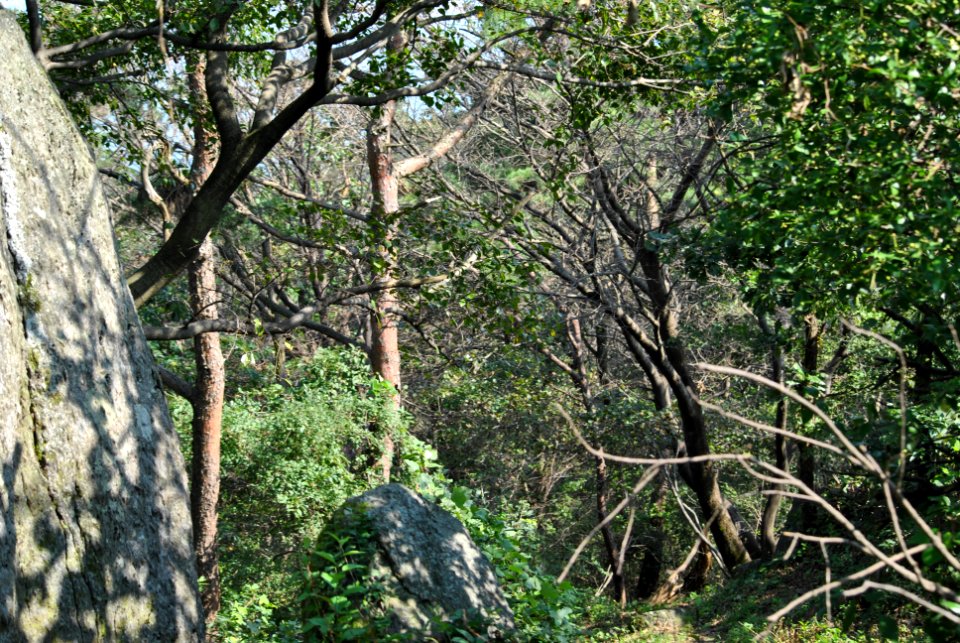 Dobee Mountain