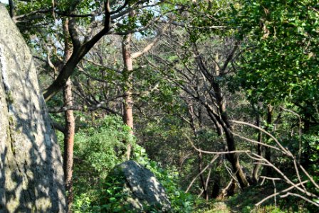 Dobee Mountain