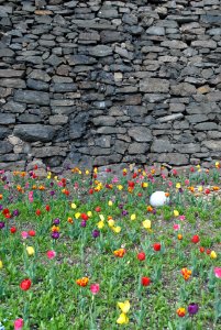 Namsan Park Spring 2016