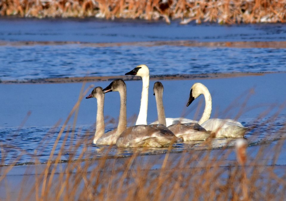 Trumpeter swans at LaCreek National Wildlife Refuge