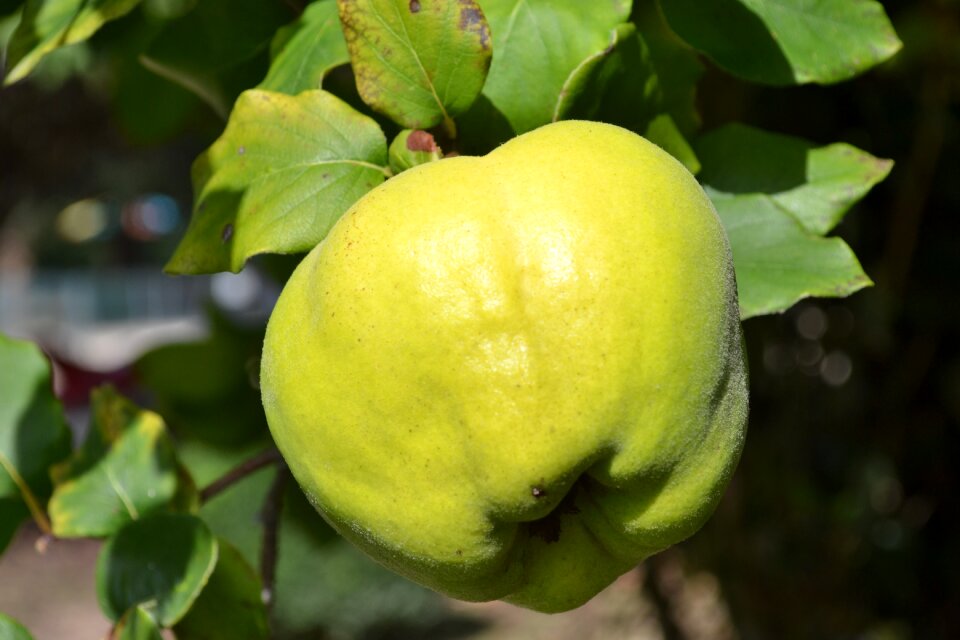Quince leaves green green fruit