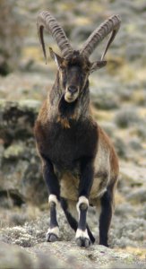 Walia Ibex, Simien Mountains National Park, Ethiopian Highlands