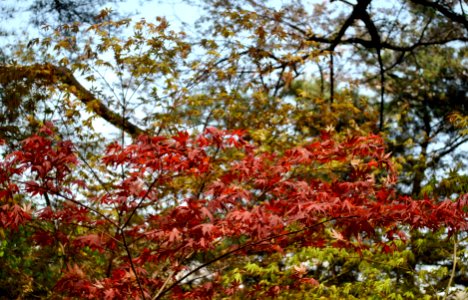 Namsan Park Spring 2016