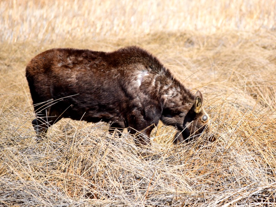 Moose at Seedskadee National Wildlife Refuge