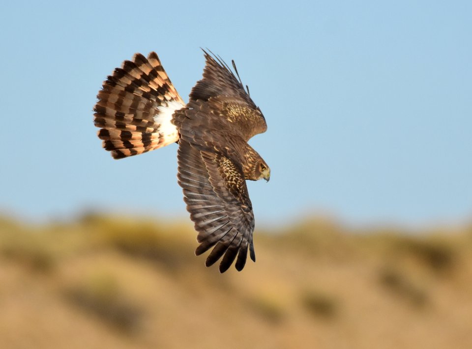 Northern harrier at Seedskadee National Wildlife Refuge