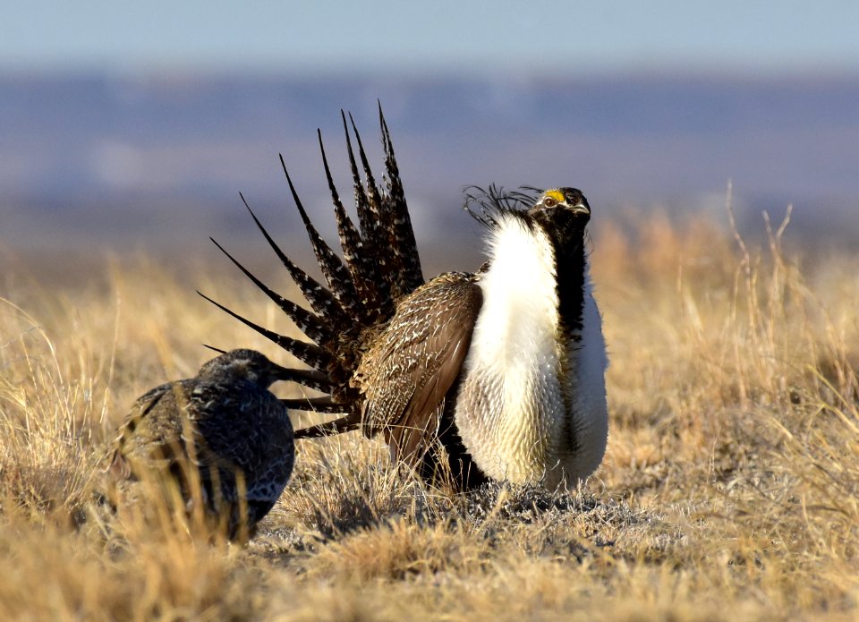 Greater sage-grouse near Seedskadee National Wildlife Refuge