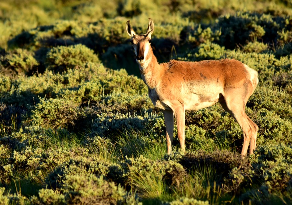 Pronghorn at Arapaho National Wildlife Refuge