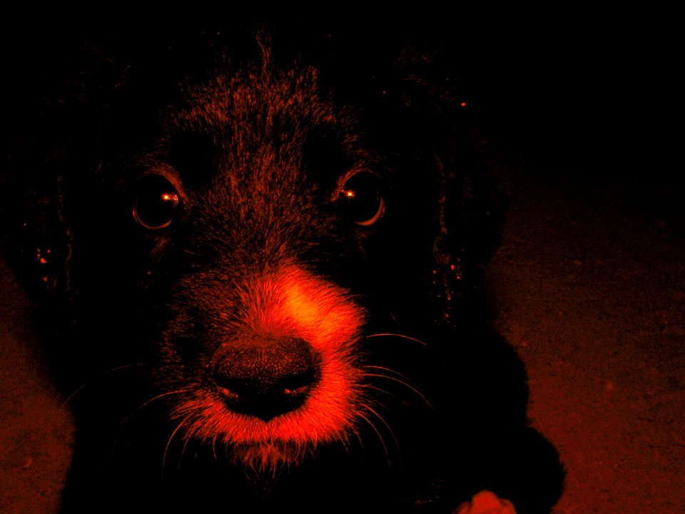 A small dog about two months old :)