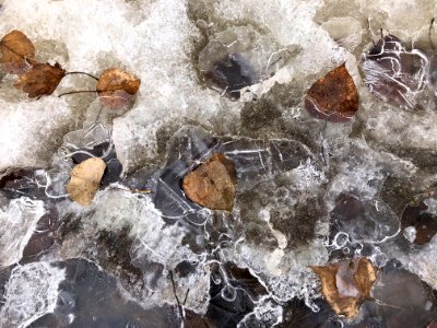 Iced Leaves