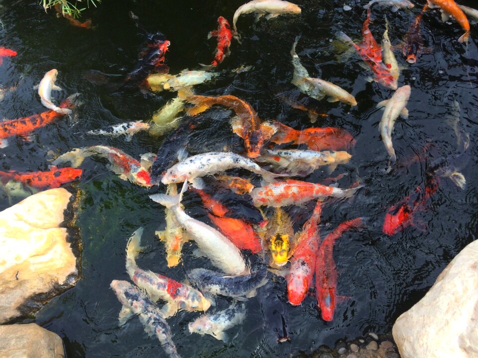 Nature koi animal photo