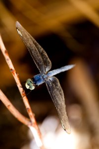 Dragonfly #2 at Coachella Valley
