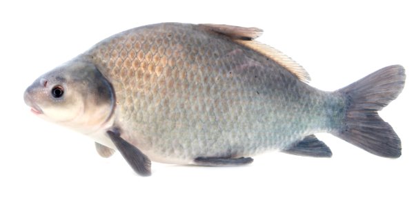 Smallmouth Buffalo (Ictiobus bubalus)