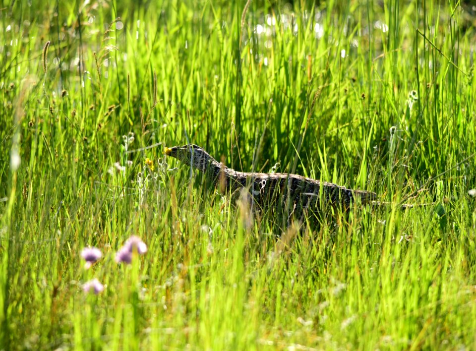 Greater sage-grouse at Arapaho National Wildlife Refuge