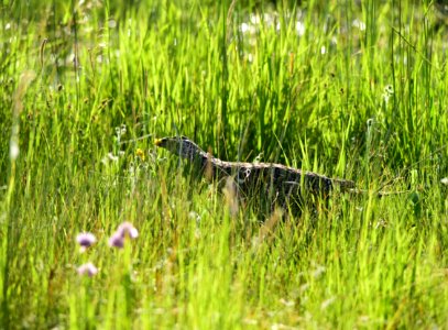 Greater sage-grouse at Arapaho National Wildlife Refuge