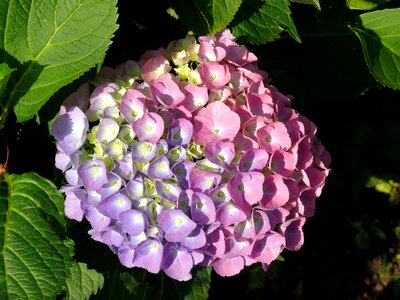 Flower rose lilac