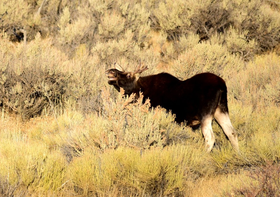 Moose at Seedskadee National Wildlife Refuge