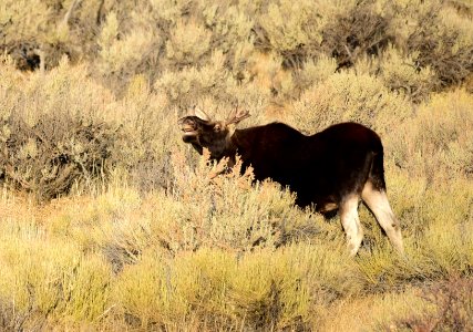 Moose at Seedskadee National Wildlife Refuge