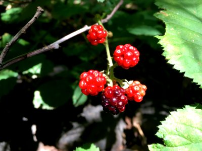 Not Ripe Enough