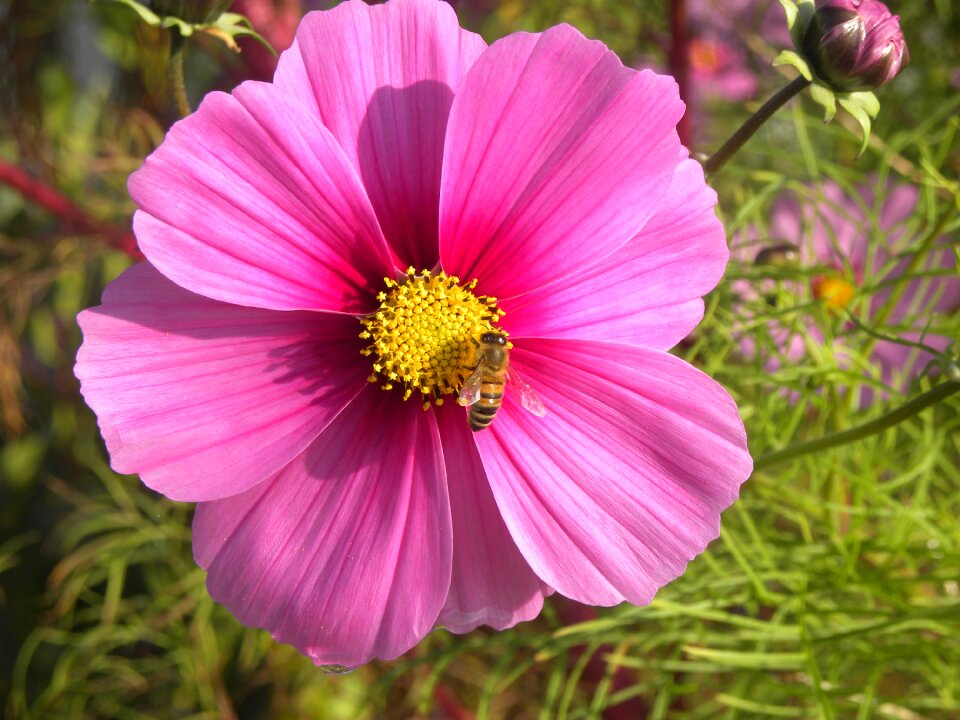 Insect nature yellow