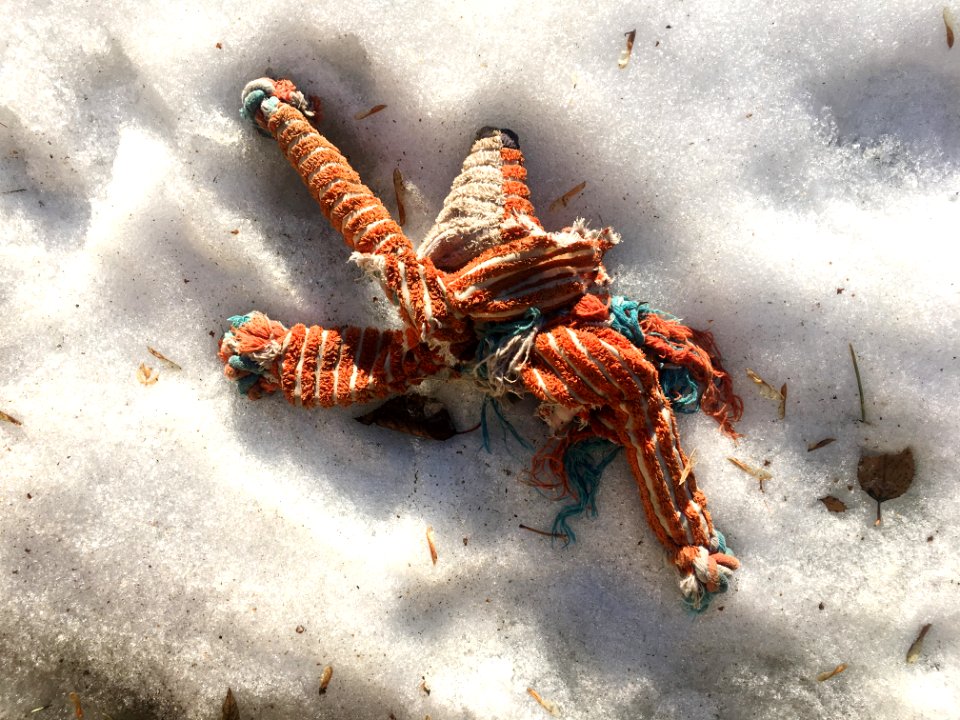 Look Who Survived the Winter!