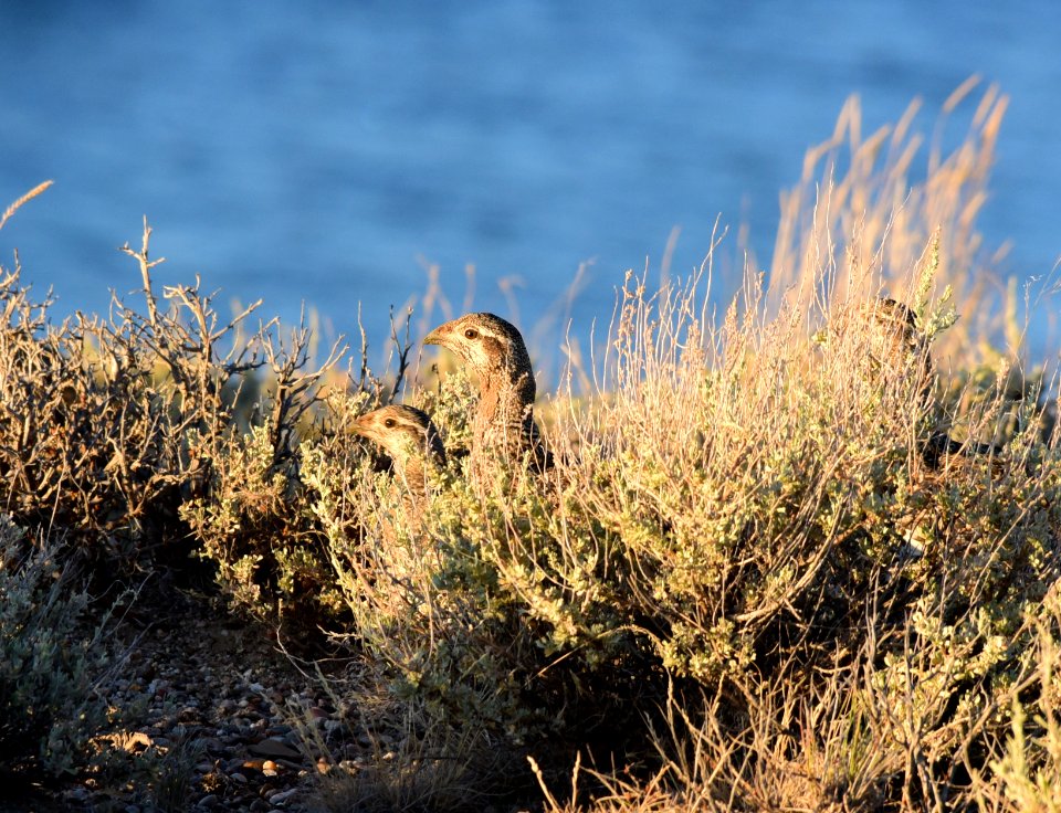 Greater sage-grouse at Seedskadee National Wildlife Refge