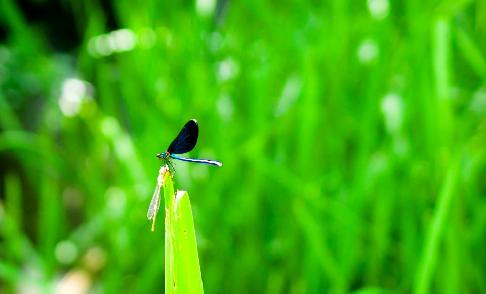 Dragonfly