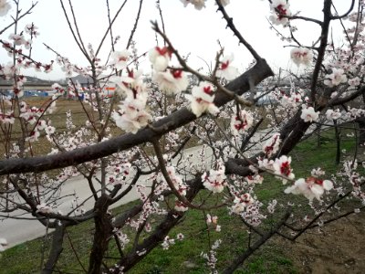 Spring in Korea photo