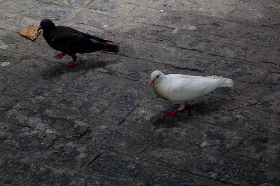 Pombas