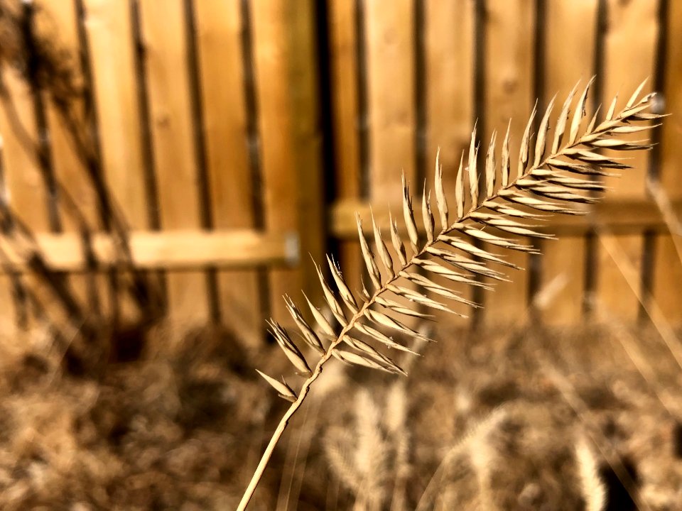 Native Grass in Our Yard