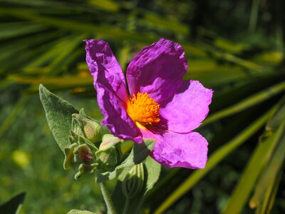 Bloom pink cistus albidus photo